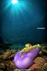 Clown fish & anemone by Massimo Giorgetta 